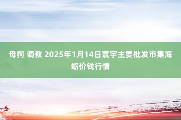 母狗 调教 2025年1月14日寰宇主要批发市集海蛎价钱行情